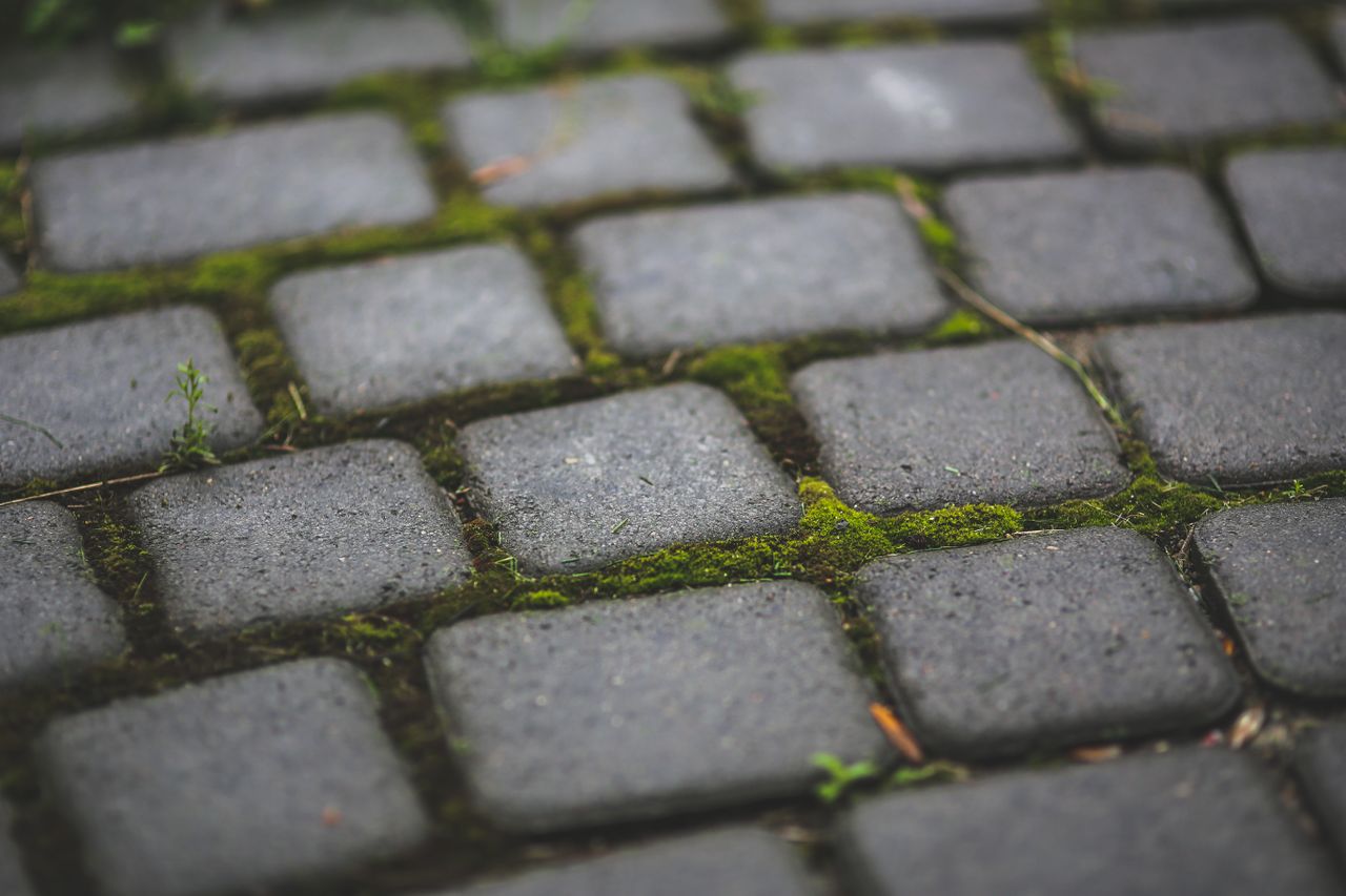 Close-up of moss growing between cobblestones on a pavement, highlighting urban nature.